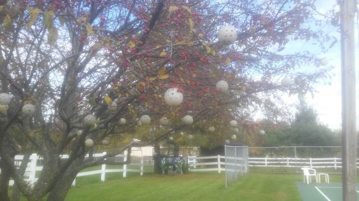 The pickleball tree at Da Farm